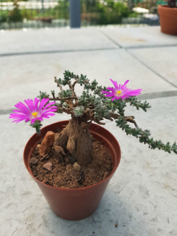 Trichodiadema bulbosum (African Bonsai)