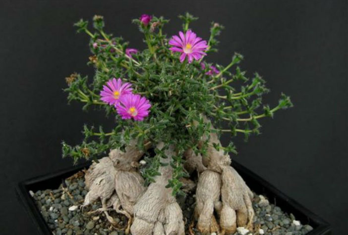 Trichodiadema bulbosum (African Bonsai)