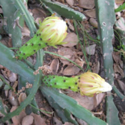 Weberocereus tonduzii (Ballerina Flower) aka Selenicereus tonduzii