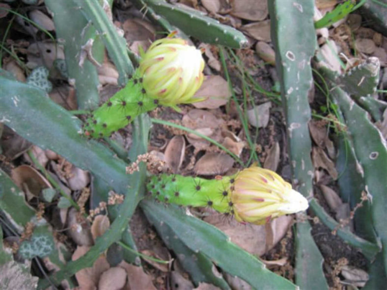 Selenicereus tonduzii (Ballerina Flower) aka Weberocereus tonduzii