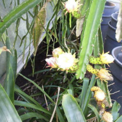 Weberocereus tonduzii (Ballerina Flower) aka Selenicereus tonduzii