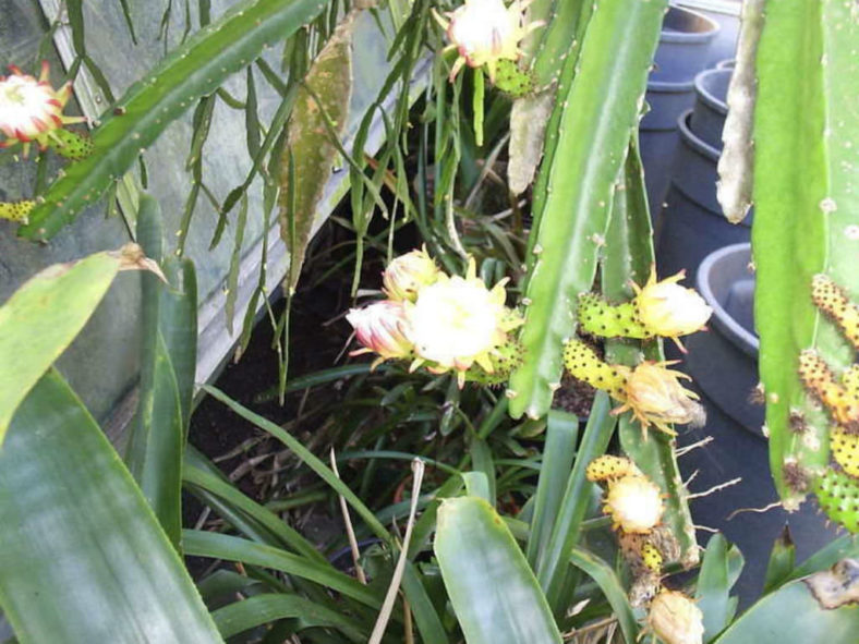 Selenicereus tonduzii (Ballerina Flower) aka Weberocereus tonduzii