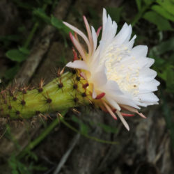 Weberocereus tonduzii (Ballerina Flower) aka Selenicereus tonduzii