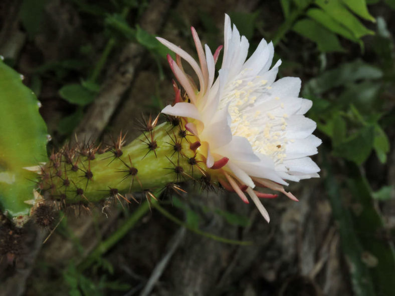 Selenicereus tonduzii (Ballerina Flower) aka Weberocereus tonduzii