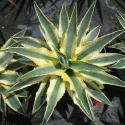 Agave 'Cornelius' - Quasimoto Agave