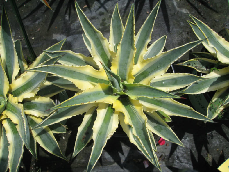 Agave 'Cornelius' - Quasimoto Agave