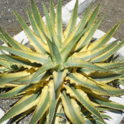 Agave 'Cornelius' - Quasimoto Agave