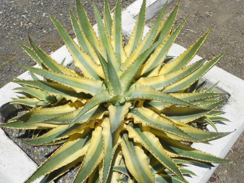 Agave 'Cornelius' - Quasimoto Agave