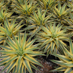 Agave 'Cornelius' - Quasimoto Agave