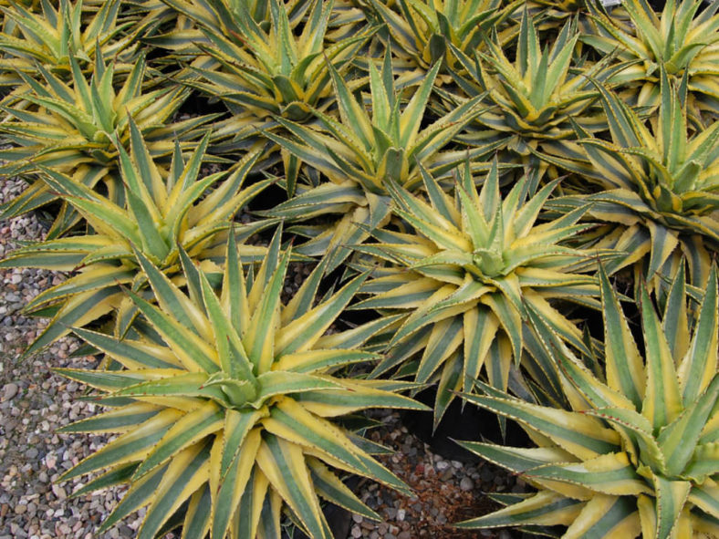 Agave 'Cornelius' - Quasimoto Agave