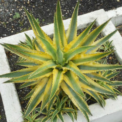 Agave 'Cornelius' (Quasimoto Agave) - World of Succulents