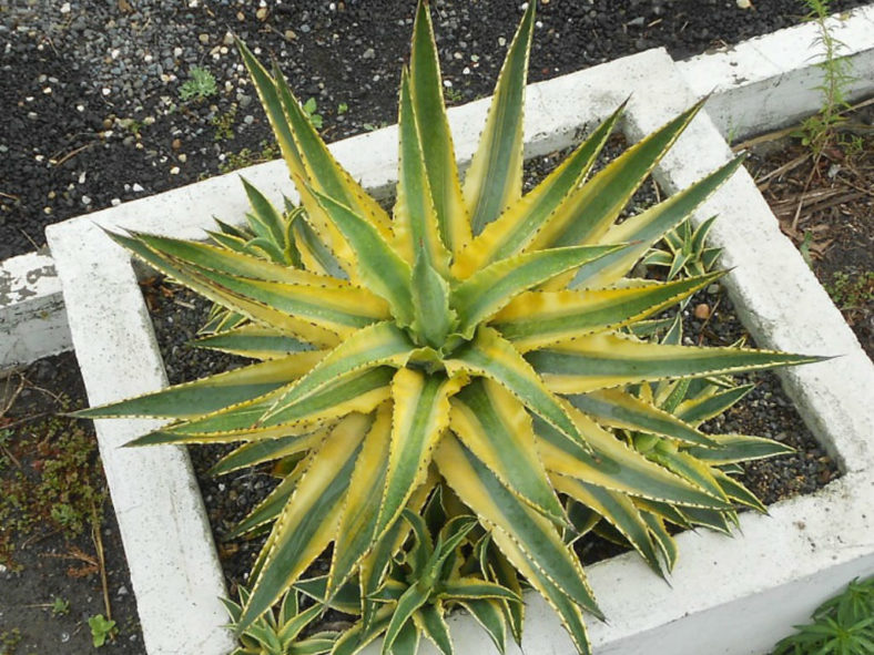 Agave 'Cornelius' - Quasimoto Agave