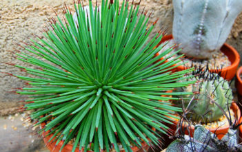 Agave stricta 'Nana' (Dwarf Hedgehog Agave) Agave stricta 'Nana' - Dwarf Hedgehog Agave