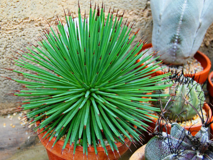 Agave stricta 'Nana' - Dwarf Hedgehog Agave