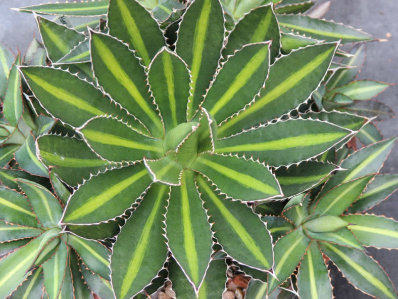 Agave lophantha 'Splendida' (Center Stripe Agave) aka Agave univittata 'Splendida'