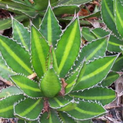 Agave univittata 'Splendida' (Center Stripe Agave) aka Agave lophantha 'Splendida'