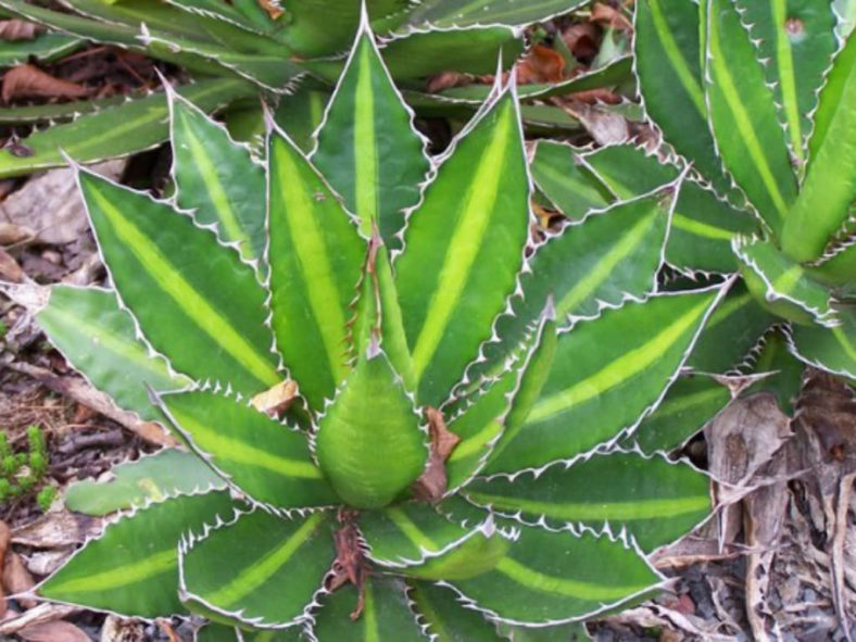 Agave lophantha 'Splendida' (Center Stripe Agave) aka Agave univittata 'Splendida'