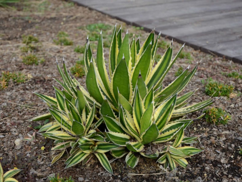 Agave lophantha 'Splendida' (Center Stripe Agave) aka Agave univittata 'Splendida'