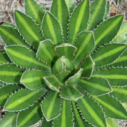 Agave univittata 'Splendida' (Center Stripe Agave) aka Agave lophantha 'Splendida'