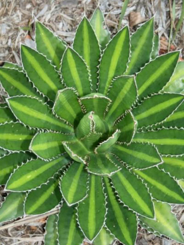 Agave lophantha 'Splendida' (Center Stripe Agave) aka Agave univittata 'Splendida'