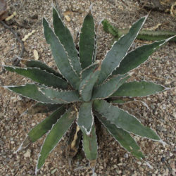 Agave univittata (Thorn-crested Century Plant) aka Agave lophantha