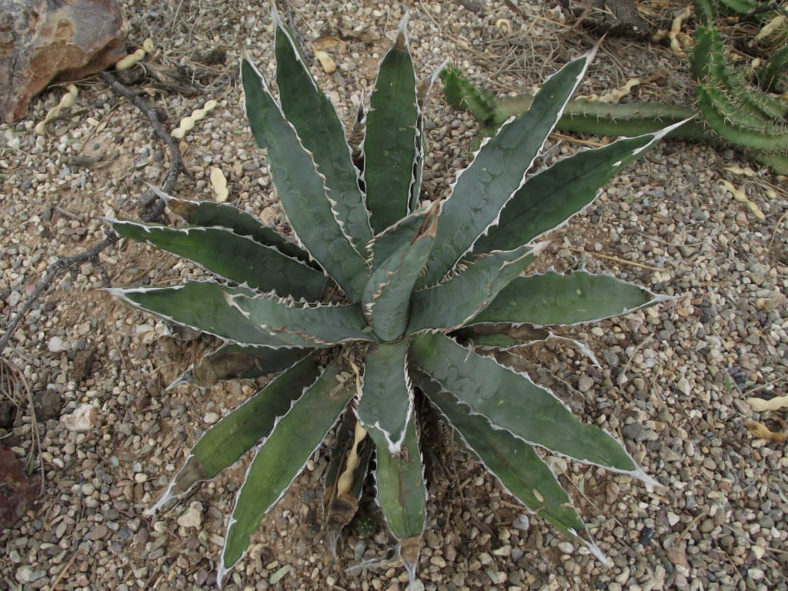Agave lophantha (Thorn-crested Century Plant) aka Agave univittata