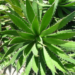 Agave univittata (Thorn-crested Century Plant) aka Agave lophantha