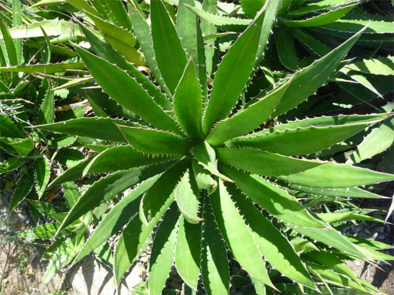 Agave lophantha (Thorn-crested Century Plant) aka Agave univittata