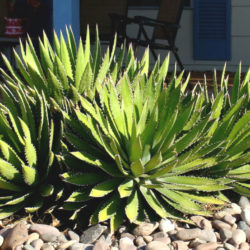 Agave univittata (Thorn-crested Century Plant) aka Agave lophantha