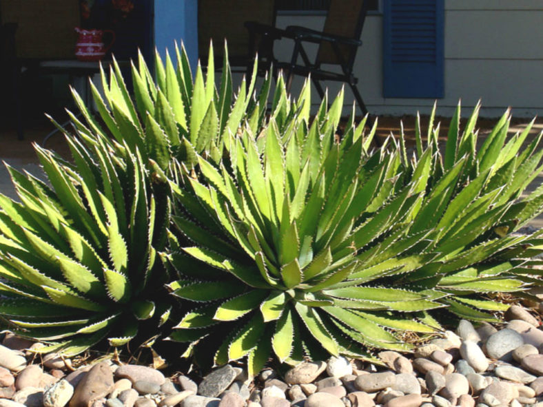 Agave lophantha (Thorn-crested Century Plant) aka Agave univittata