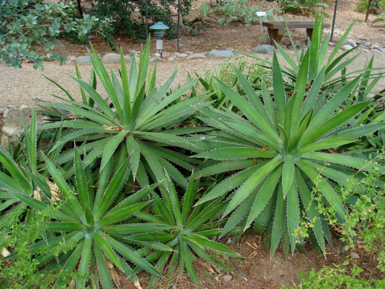 Agave lophantha (Thorn-crested Century Plant) aka Agave univittata