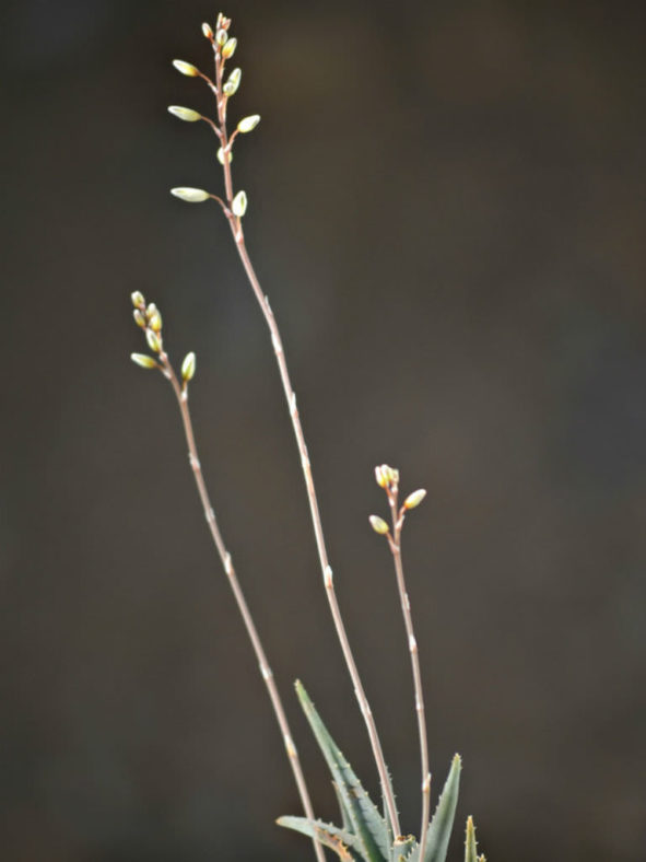 Aloe calcairophila