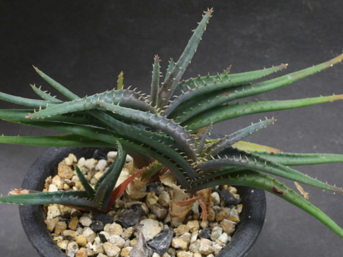 Aloe calcairophila