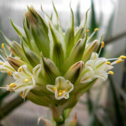 Aloe compressa