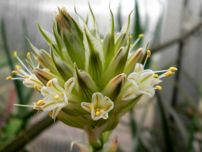 Aloe compressa