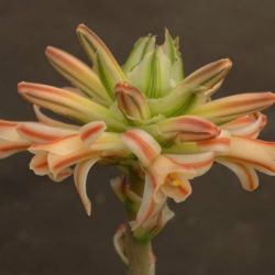 Aloe compressa