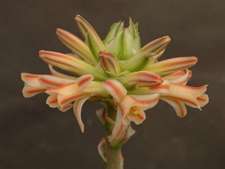 Aloe compressa