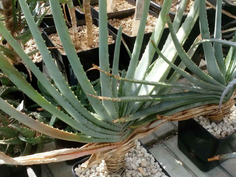 Aloe compressa