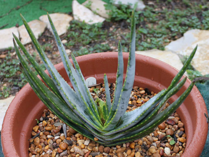 Aloe compressa