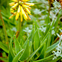 Aloiampelos commixta - Peninsula Rambling Aloe