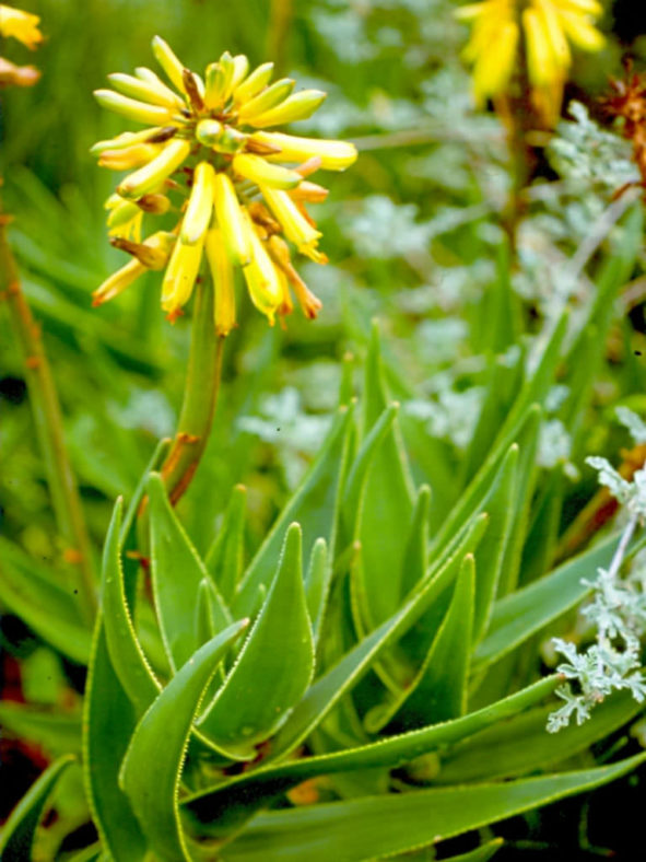 Aloiampelos commixta - Peninsula Rambling Aloe