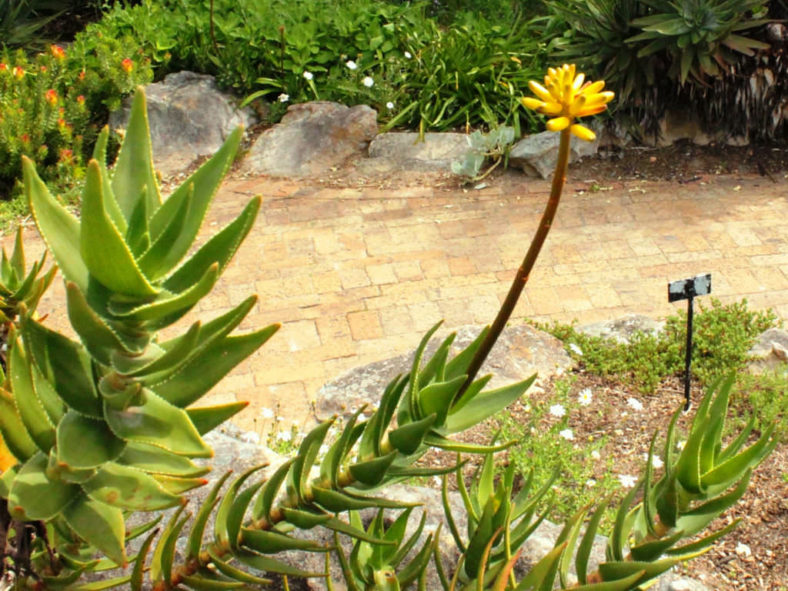 Aloiampelos commixta - Peninsula Rambling Aloe