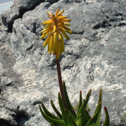 Aloiampelos commixta - Peninsula Rambling Aloe