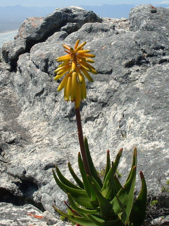 Aloiampelos commixta - Peninsula Rambling Aloe