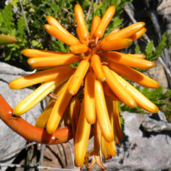 Aloiampelos commixta - Peninsula Rambling Aloe