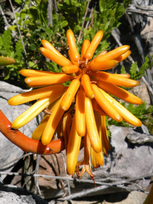 Aloiampelos commixta - Peninsula Rambling Aloe