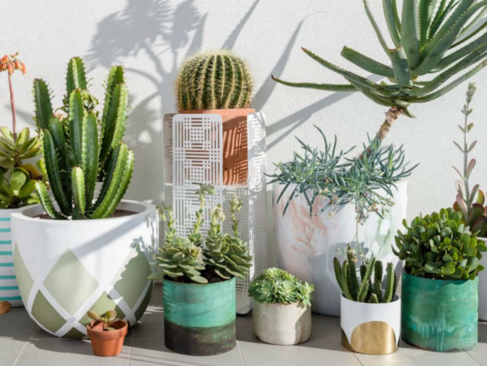 10 Biggest Mistakes Beginners Make in Trying to Grow Cacti ...