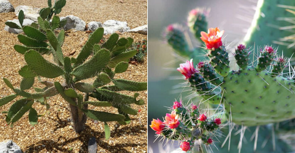 Cactus plants in florida information