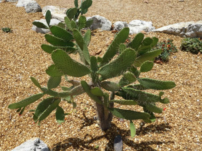 Consolea corallicola (Florida Semaphore Cactus)