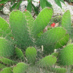 Consolea corallicola (Florida Semaphore Cactus)